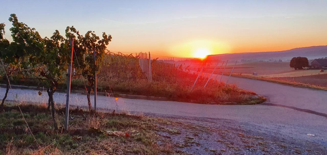 Apartamento Weingut Will Und Wuerz Lemberger Schwaigern Exterior foto